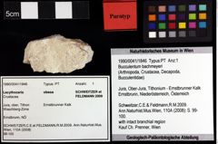 Foto (Objket + Etiketten) von Cracensigillatus gracilirostrus (Robins, Feldmann & Schweitzer, 2013) 